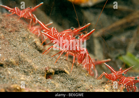 Bec de charnière ou de crevettes Crevettes Rhynchocinetes durbanensis (Durban), Indonésie, Asie du sud-est Banque D'Images