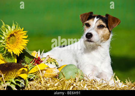 Parson Russell Terrier couché sur la paille Banque D'Images