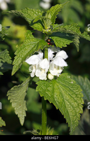 White Deadnettle (Lamium album) Banque D'Images