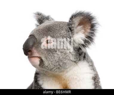 Portrait d'homme, le koala Phascolarctos cinereus, 3 ans, in front of white background, studio shot Banque D'Images