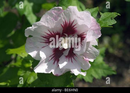 Hardy Hibiscus syriacus variété Helene Banque D'Images