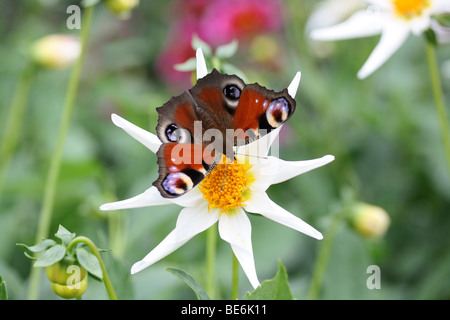 Peacock butterfly (Inachis io) sur une orchidée le dahlia (Dahlia hybrida) Banque D'Images