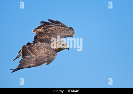 Buse variable flying Banque D'Images