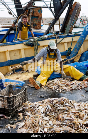La préparation du pêcheur de captures pour le marché du poisson dans le port de Peñiscola, Costa Azahar, Espagne, Europe Banque D'Images