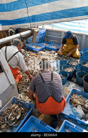 Les pêcheurs de captures pour le marché du poisson dans le port de Peñiscola, Costa Azahar, Espagne, Europe Banque D'Images