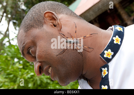 Spider Palm sur le visage d'un créole, l'île de La Digue, Seychelles, océan Indien, Afrique Banque D'Images