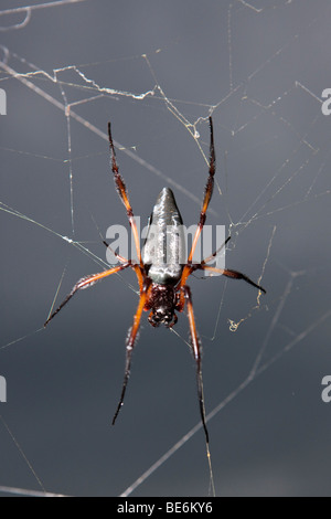 Spider Palm, l'île de La Digue, Seychelles, océan Indien, Afrique Banque D'Images