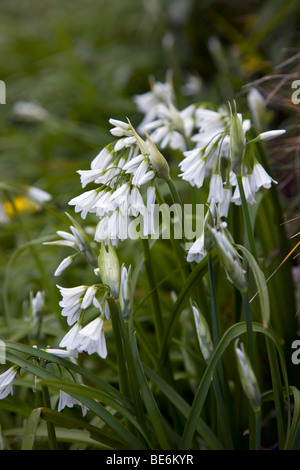 Trois poireaux à coins ; Allium triquetrum, Cornwall Banque D'Images