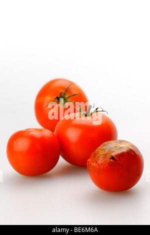 Tomate pourrie Banque D'Images