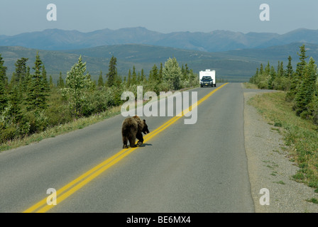 L'OURS BRUN (GRIZZLI), Ursus arctos horribilis, sur la route du parc, Denali National Park Banque D'Images