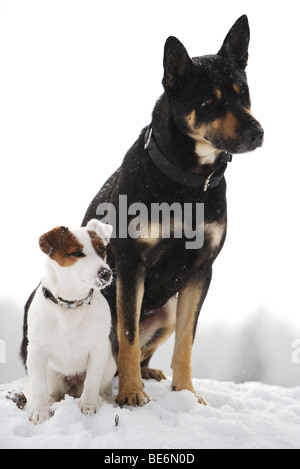 Les chiens assis côte à côte dans la neige Banque D'Images