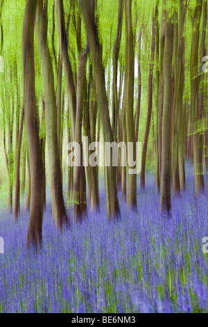 Bluebell wood dans le sud-ouest de l'Angleterre Banque D'Images