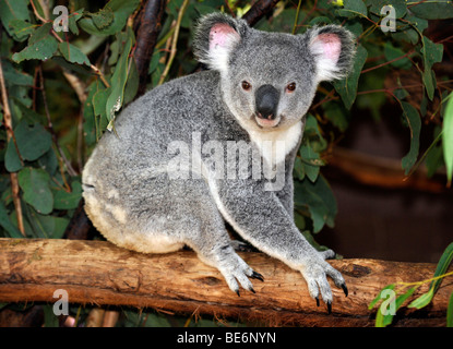 Koala (Phascolarctos cinereus) dans l'arbre d'eucalyptus (Eucalyptus), Queensland, Australie Banque D'Images