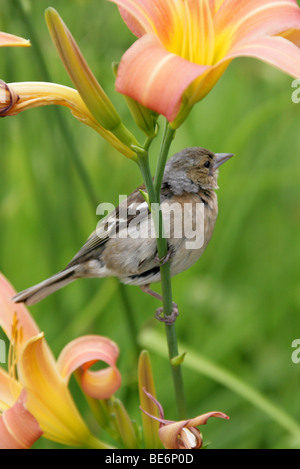 Chaffinch femelle, Fringilla coelebs, Fringillidae, Passeriformes aka Spink, Shellapple Wetbird Scobby,,, ou Roberd. Banque D'Images
