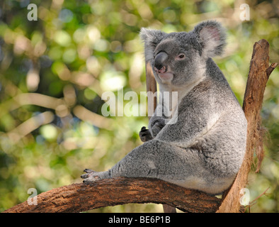 Koala (Phascolarctos cinereus) dans l'arbre d'eucalyptus (Eucalyptus), Queensland, Australie Banque D'Images