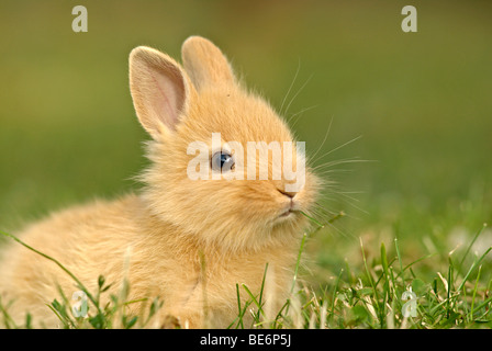 Jeune lapin nain, 4 semaines, portrait Banque D'Images