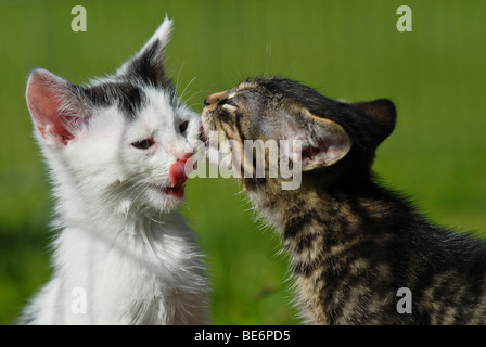 Les chats domestiques, les chatons se lécher la face Banque D'Images