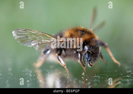 Les bourdons (Bombus hortorum jardin) Banque D'Images