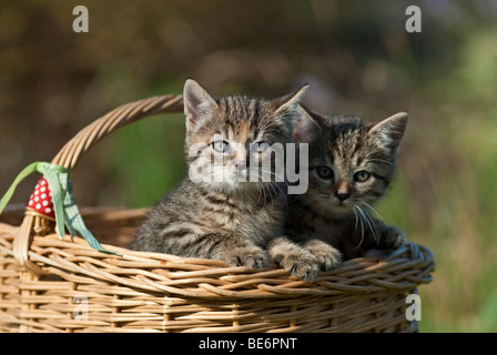 Deux chats domestiques, les chatons dans un panier en osier Banque D'Images