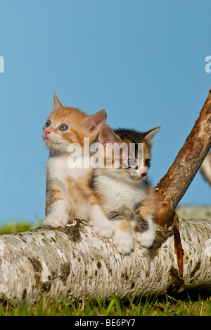 Deux chats domestiques, les chatons de grimper sur un journal de bouleau Banque D'Images