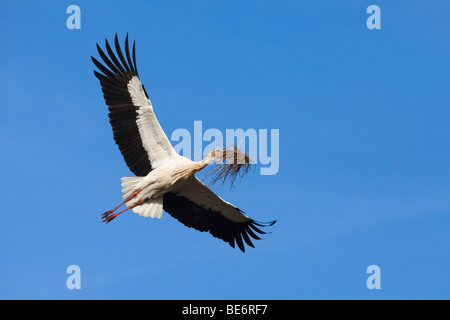 European Cigogne Blanche (Ciconia ciconia), les adultes en vol avec le matériel du nid dans son bec. Banque D'Images