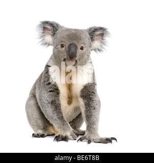 Portrait d'homme, le koala Phascolarctos cinereus, 3 ans, in front of white background, studio shot Banque D'Images