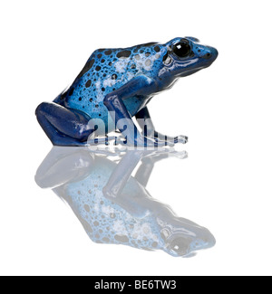 Blue Poison Dart frog, Dendrobates azureus, against white background, studio shot Banque D'Images