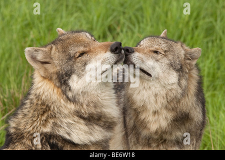 European Le loup (Canis lupus), deux individus d'essence à l'autre. Banque D'Images