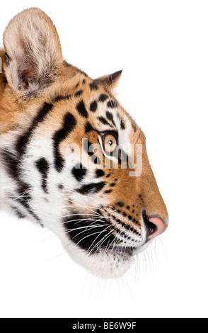 Close-up profil de tigre du Bengale, Panthera tigris tigris, 1 ans, in front of white background, studio shot Banque D'Images