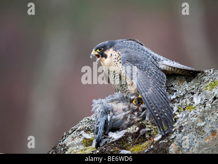 Le faucon pèlerin (Falco peregrinus) Banque D'Images