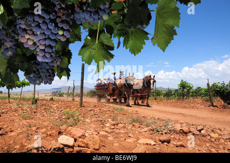 Visites guidées à cheval, un vignoble Sonoita winery à Elgin, Arizona, USA. Banque D'Images