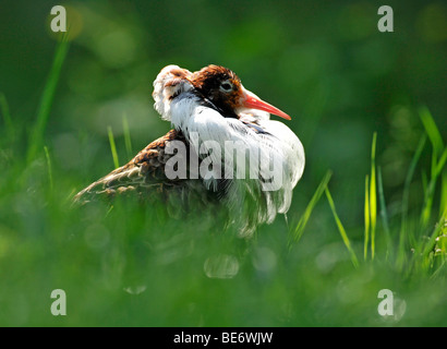 Le Combattant varié (Philomachus pugnax) mâle en plumage nuptial Banque D'Images