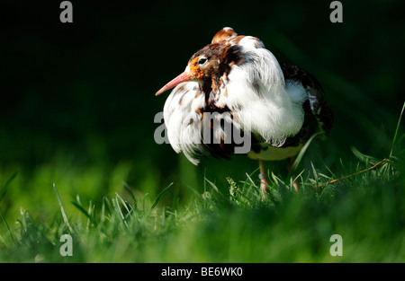 Le Combattant varié (Philomachus pugnax) mâle en plumage nuptial Banque D'Images