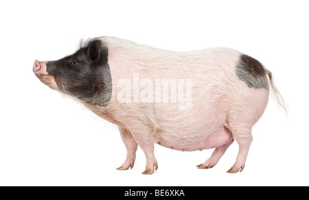 Vue latérale du porc miniature Gottingen standing in front of white background, studio shot Banque D'Images