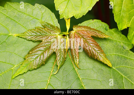 Mapel sycomore (Acer pseudoplatanus), feuillage, les feuilles des arbres au printemps Banque D'Images