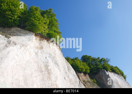 Arbres au falaises de craie à la côte de la mer Baltique, des paysages dans le Parc National de Jasmund, sur l'île de Rügen, Mecklembourg-Poméranie-Pome Banque D'Images