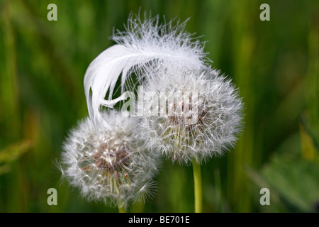 White feather cygne muet sur les horloges, blowballs Pissenlit (Taraxacum officinale) Banque D'Images