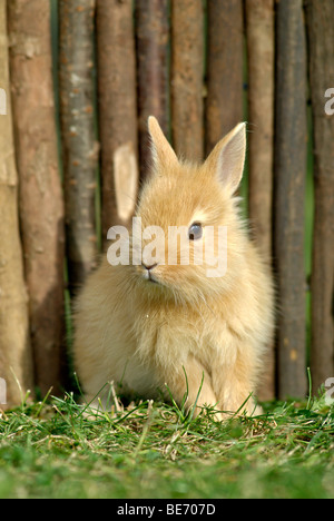 Jeune lapin nain, environ 4 semaines, assis en face d'une clôture en bois Banque D'Images