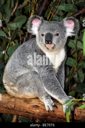 Koala (Phascolarctos cinereus) dans l'arbre d'eucalyptus (Eucalyptus), Queensland, Australie Banque D'Images