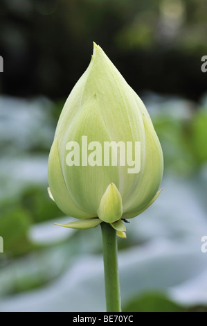 Fleur de Lotus (Nelumbo nucifera), bud Banque D'Images