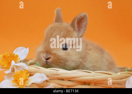 Jeune lapin nain, 4 semaines, assis dans un panier en osier Banque D'Images