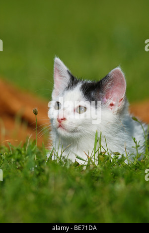 Chat domestique, chaton allongé dans l'herbe Banque D'Images