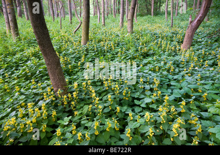 La forêt alluviale et Jaune Lamium galeobdolon (Archange), près de 4573 Hinterstoder Loosdorf, Haute Autriche, Europe Banque D'Images