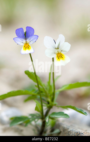 Heartsease (Viola tricolor), près de 4573 Hinterstoder Loosdorf, Haute Autriche, Europe Banque D'Images