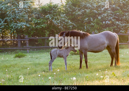 Chevaux Konik, mare et poulain, 4573 Hinterstoder près de Loosdorf, Haute Autriche, Europe Banque D'Images