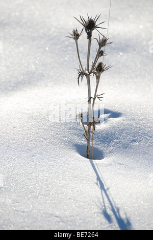 Chardon morts dans la neige Banque D'Images