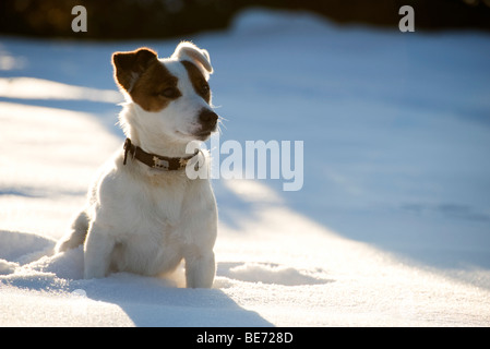 Dog sitting in snow Banque D'Images