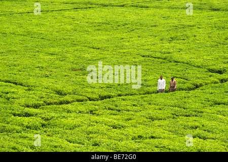 Deux hommes marchant à travers une plantation de thé à l'extérieur de la ville de Fort Portal dans l'ouest de l'Ouganda. Banque D'Images