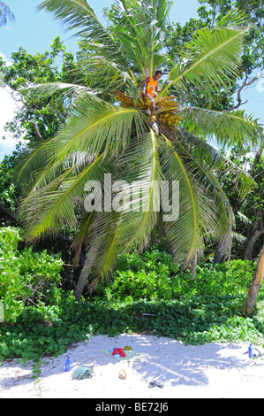 La récolte des noix de coco, créole Anse Georgette, Praslin Island, Seychelles, Afrique, Océan Indien Banque D'Images
