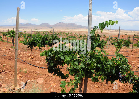 Raisin à Sonoita vignobles, un domaine viticole situé à Elgin, Arizona, USA. Banque D'Images